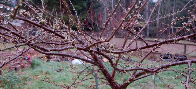 Shiro plum tree, February 2010
