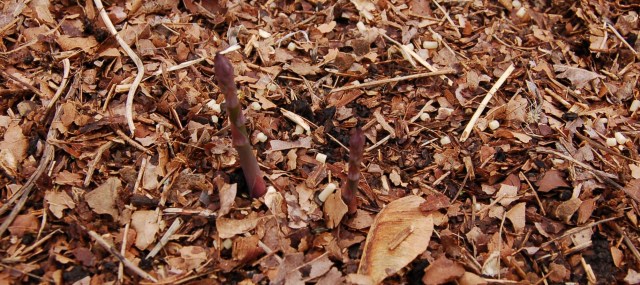 Asparagus shoots