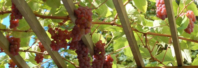 Grapes in September