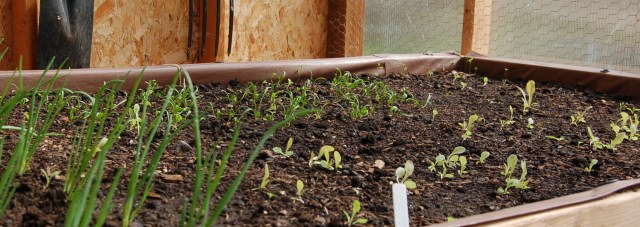 Lettuce, spinach, and shallots in the greenhouse