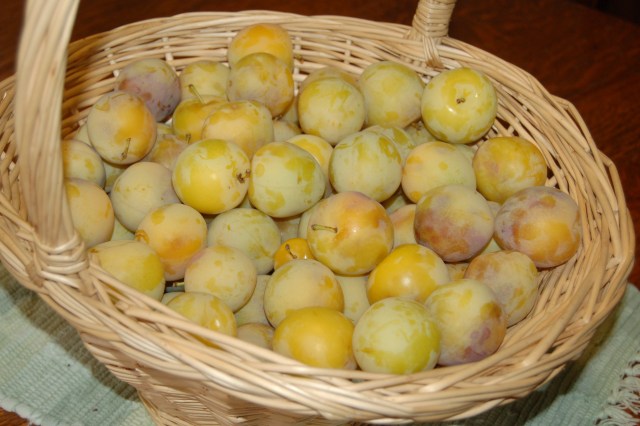 Basket of Shiro plums