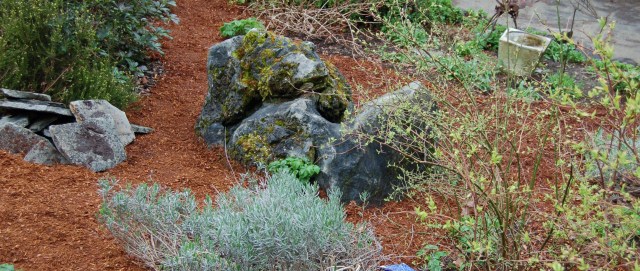 The never ending weeding project, view one