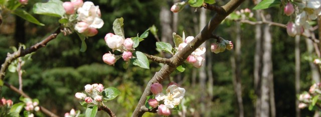 Gravenstein apple blossoms