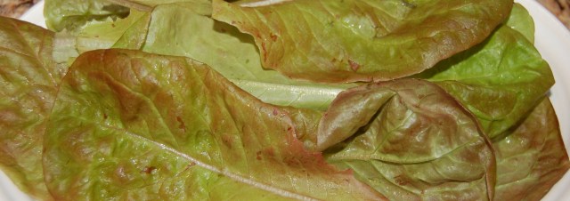 Merveille Quartre lettuce