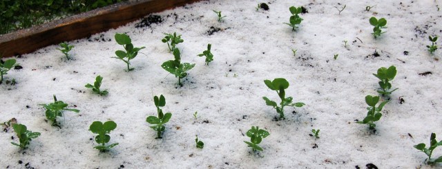Peas in hail and snow