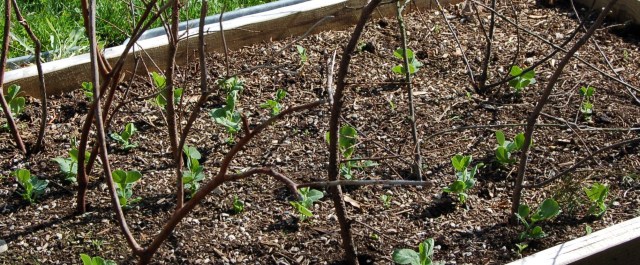 Peas with branch stakes