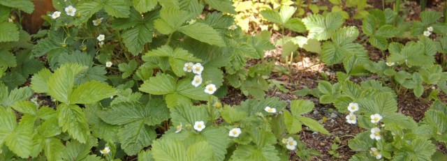 Alpine strawberries in bloom