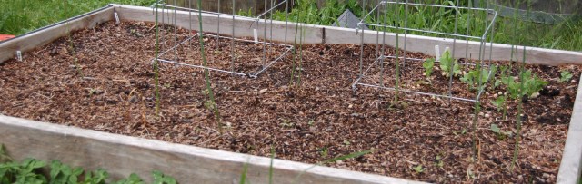 Beans planted in the asparagus bed