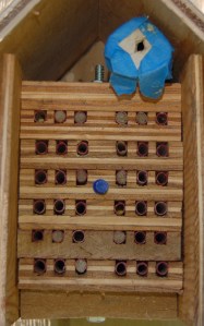 Tubes filled with orchard mason bee eggs