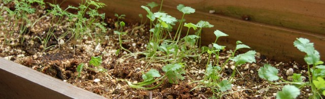 cilantrodill Cilantro and dill seedlings
