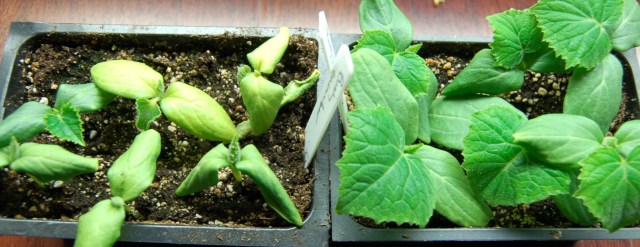 Cukes, the good and the bad