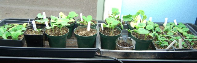 Cukes, squash, and watermelon