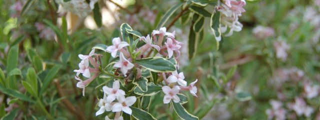 Daphne 'Carol Mackie'
