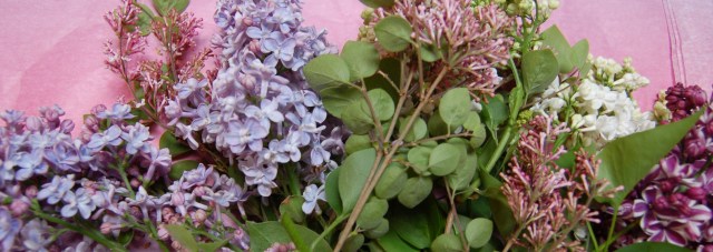 Four varieties of lilac