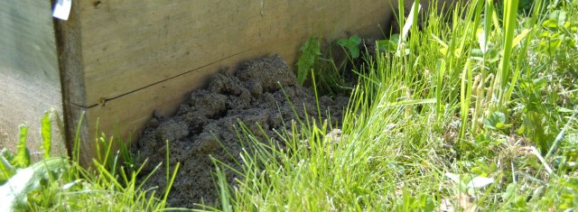 Mole digging outside of the hardware treated raised beds