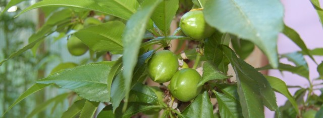 nectarines Mini dwarf Necta Zee nectarine fruit