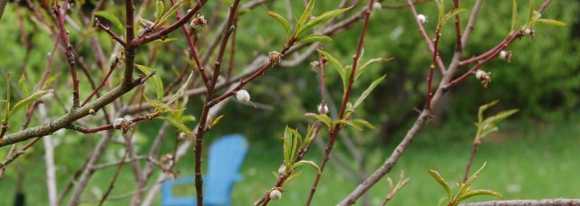 peachbabies Baby peaches