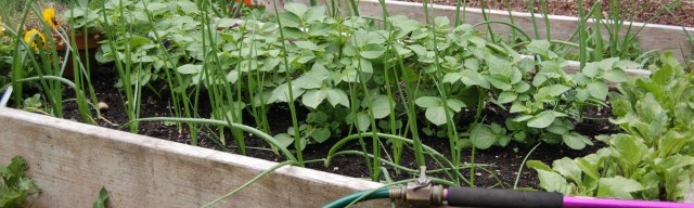 Potatoes, onions, and beets