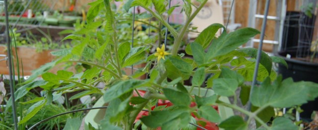 Flowering Roma tomato