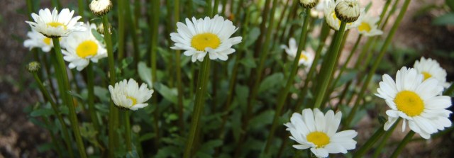 Shasta daisies