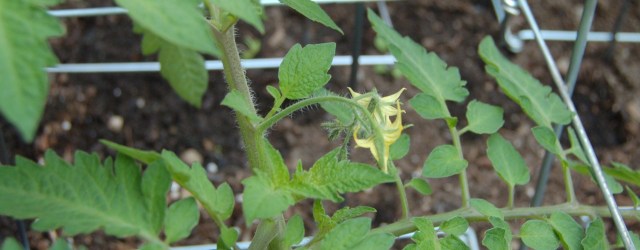 Tomato blossom