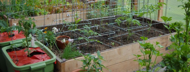 Tomato cages