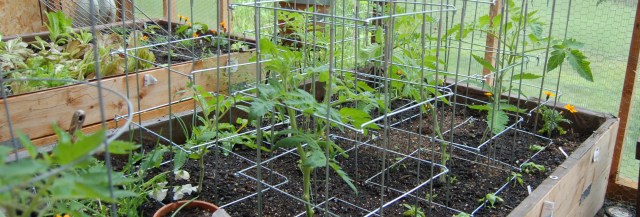 Greenhouse tomatoes at the end of May