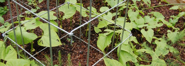 Pole beans and shelling beans