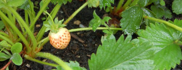 Strawberry blushing, beginning to turn red