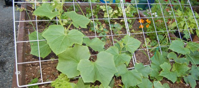 Trellised cucumbers in the greenhouse