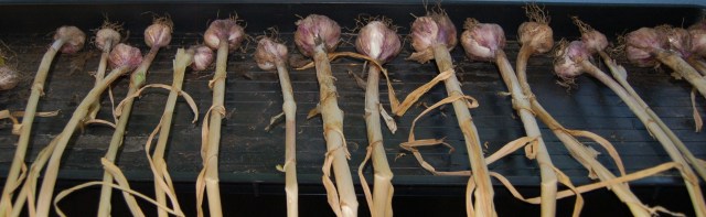 Inchelium red garlic