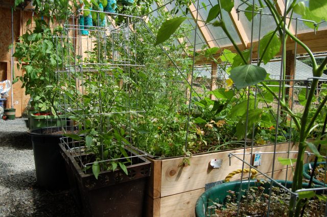The view from my chair in the greenhouse