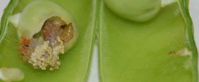 Pea moth larva