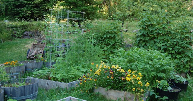 Raised beds in the lower garden