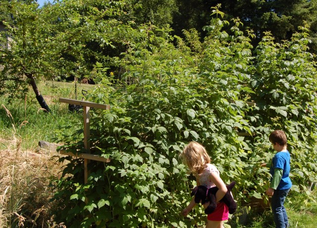 Giant raspberry plants
