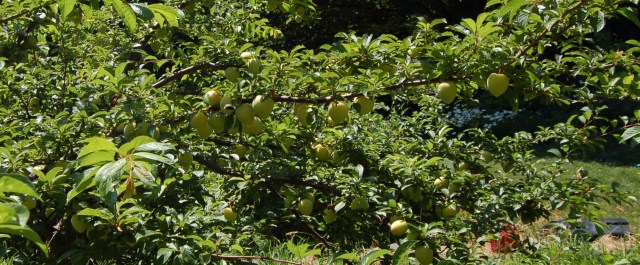 Shiro plums, nearly ripe