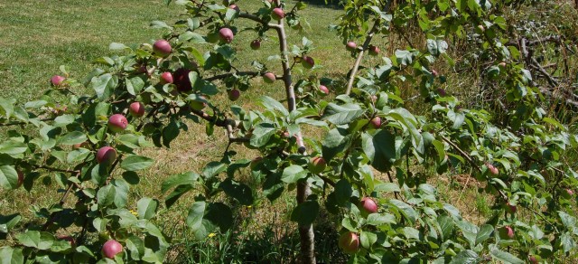 Our favorite apple tree, cropping nicely