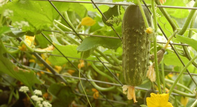 Cukes, ready for harvest
