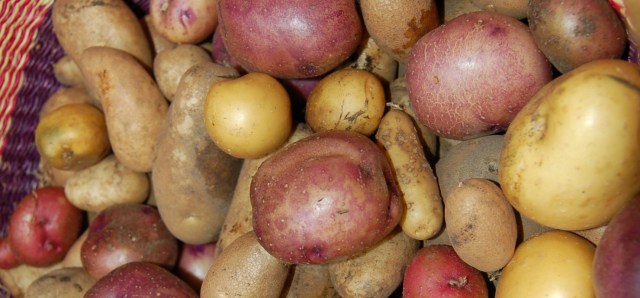 Various potatoes grown in a yard waste pile under straw Various potatoes grown in a yard waste pile under straw