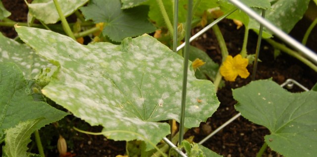 Powder mildew on lemon cucumber plants