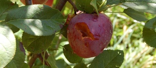 A critter damaged apple