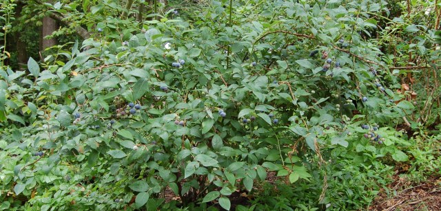 Late season blueberry bush