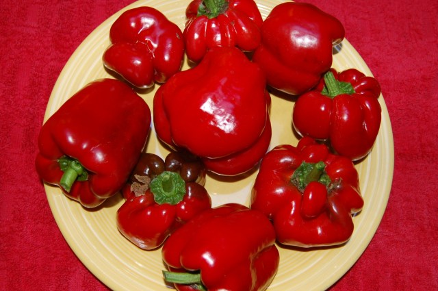 King of the North pepper