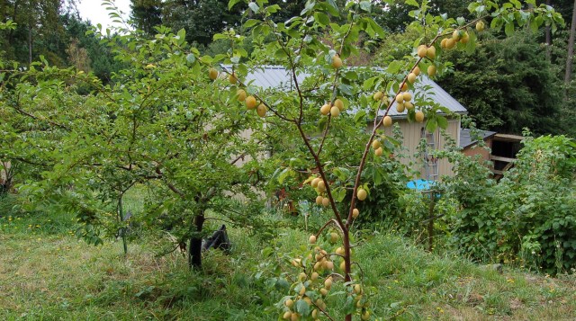 Schoolhouse plums, ready for harvest