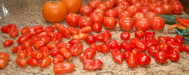 Tomatoes ripening for processing Tomatoes ripening for processing