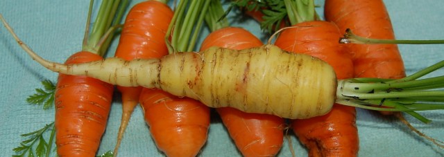 Albino St. Valery carrot