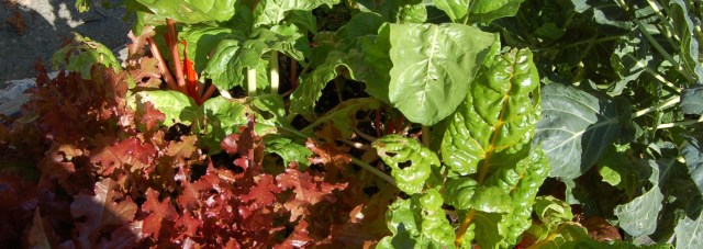 Swiss chard and lettuce