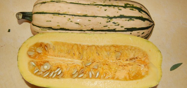 Delicata squash Delicata squash
