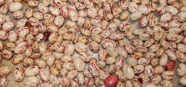 Speckled cranberry beans