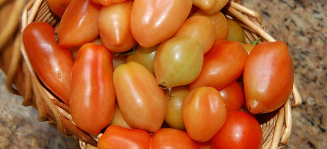 Harvested tomatoes